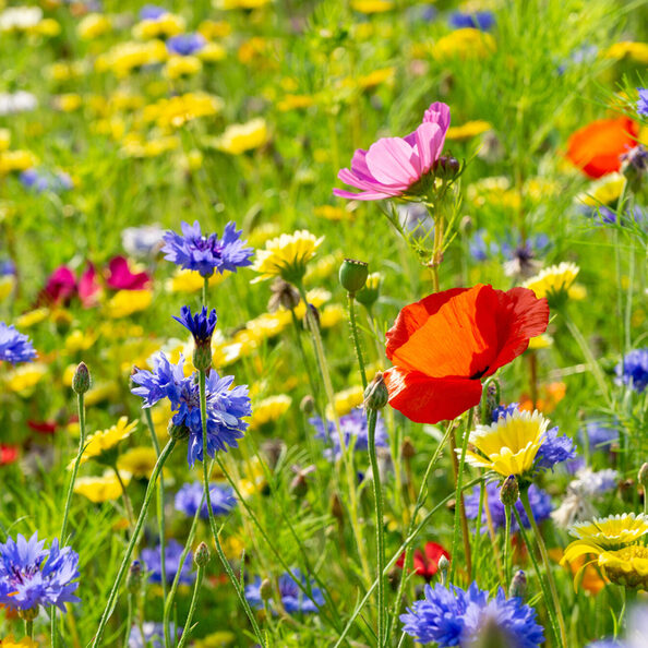 field or meadow of wild flowers - poppy flower
